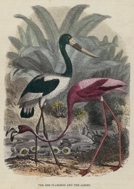 Červený plameňák a Jabiru (barevná rytina) od English School