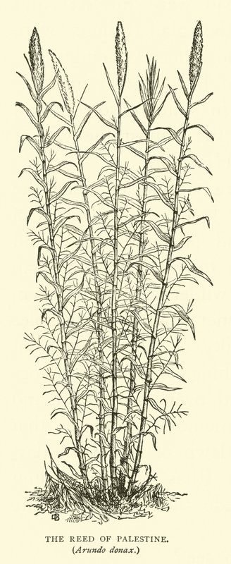 Rákos Palestina, Arundo donax od English School