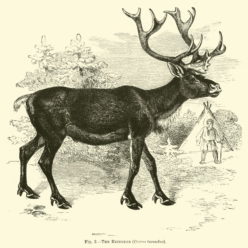Sob, Cervus tarandus od English School