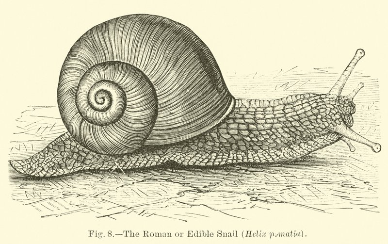 Římský nebo jedlý šnek (Helix pomatia) od English School
