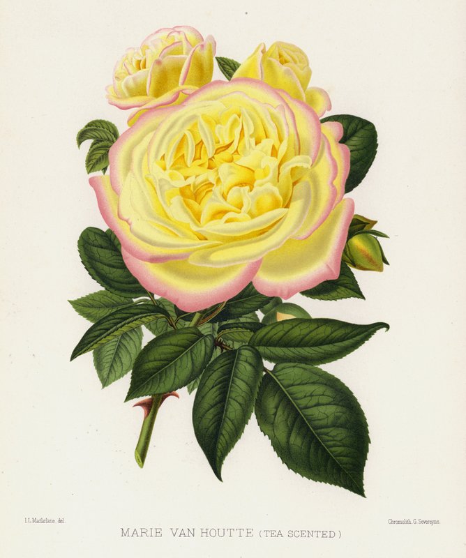 Růžová zahrada: Marie Van Houtte, s vůní čaje od English School