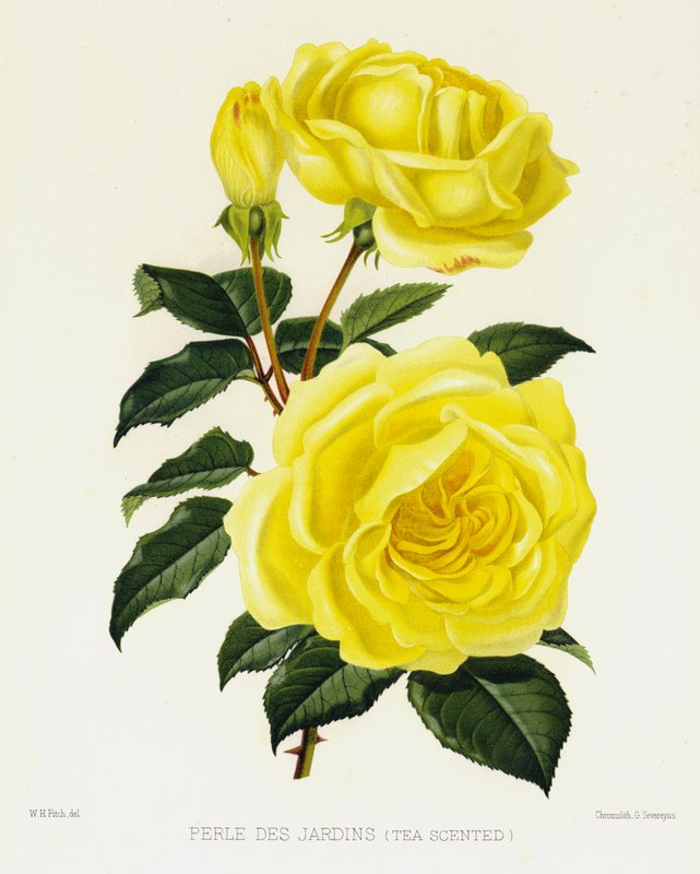 Růžová zahrada: Perle Des Jardins, s vůní čaje od English School