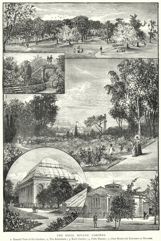 Královské botanické zahrady (rytina) od English School