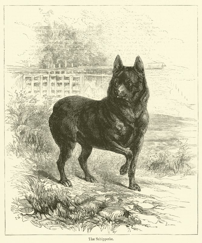 Schipperke (rytina) od English School