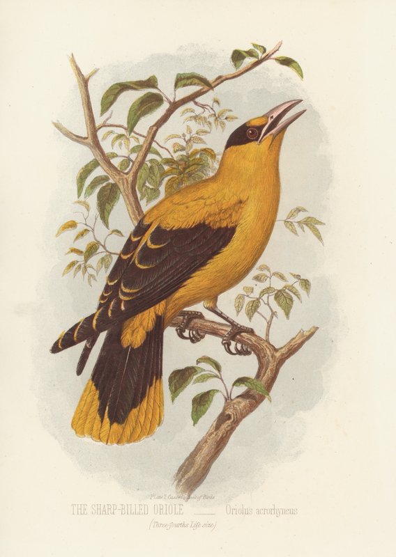 Žluva ostrozobá, Oriolus Acrorhyncus (barva lito) od English School