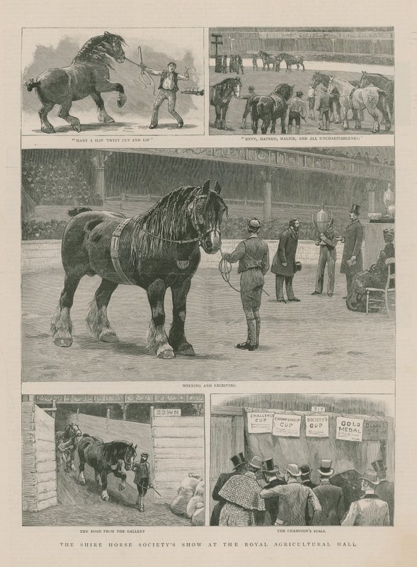 Výstava Shire Horse Society v Royal Agricultural Hall od English School