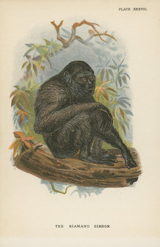 Siamang Gibbon od English School