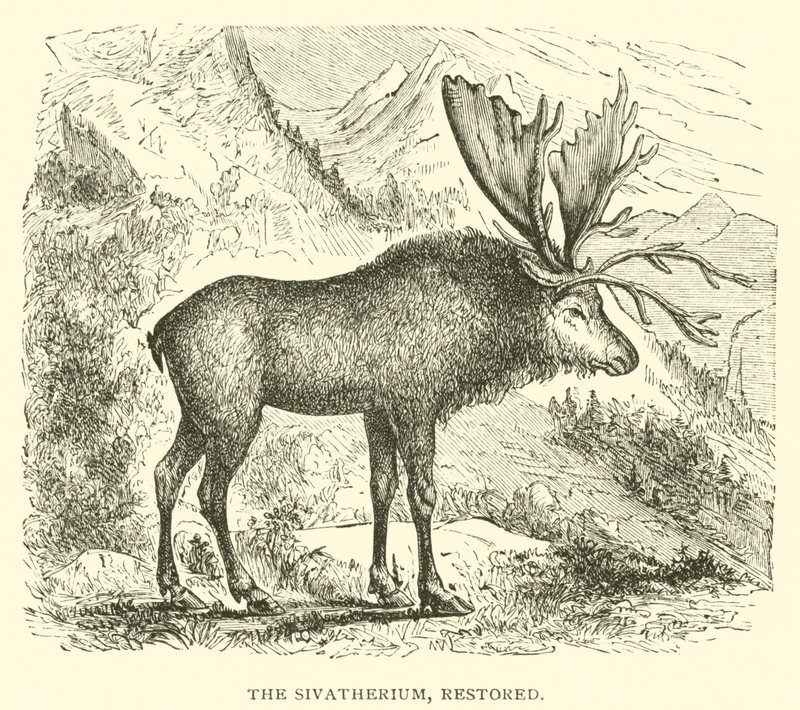 Sivatherium, restaurováno (rytina) od English School