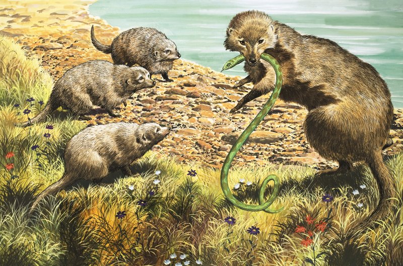 Chytač hadů, ilustrace z knihy "Říše divů přírody od English School