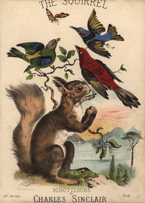 Veverka, Schottische, Charles Sinclair, notový obal (barevná litografie) od English School