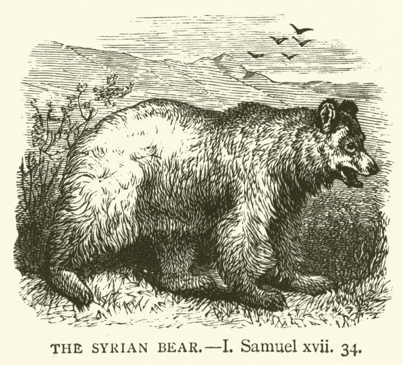 The Syrian Bear, I, Samuel, xvii, 34 (rytina) od English School