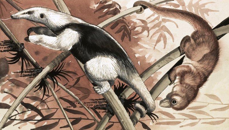 Tamandua od English School