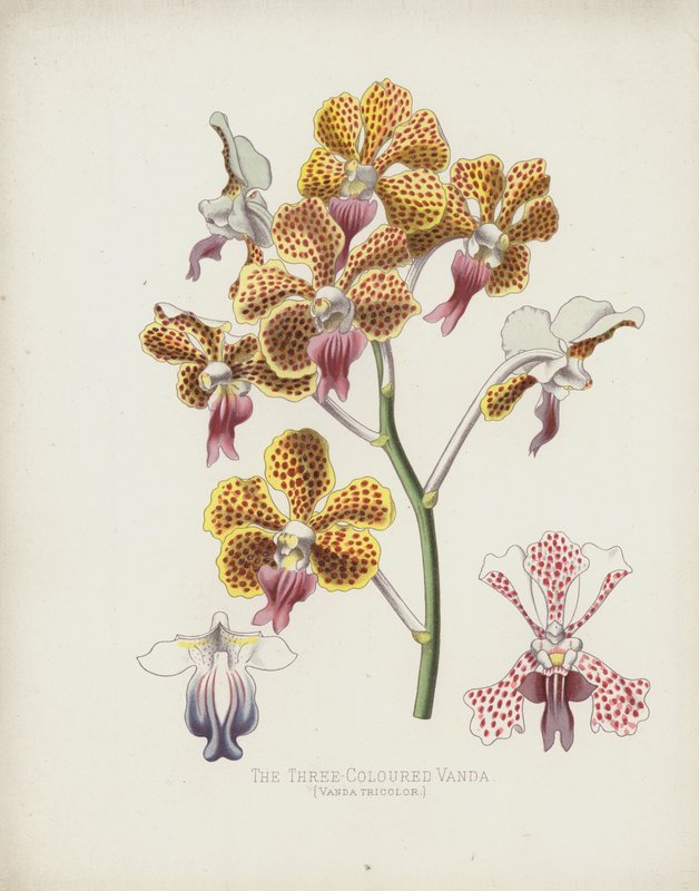 Tříbarevná Vanda, Vanda Tricolor od English School