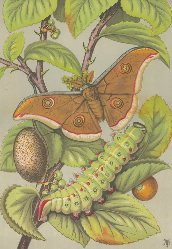 Tussar bource morušového z Indie (barva litho) od English School
