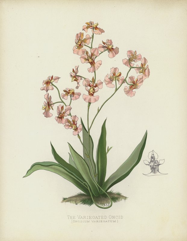 Oncid pestrý, Oncidium Variegatum od English School