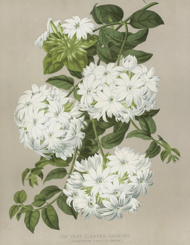Velmi štíhlý jasmín, Jasminum Gracillimum od English School