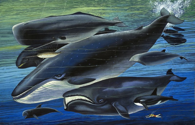 Velrybí rodina, ilustrace z knihy "Z dávných časů od English School