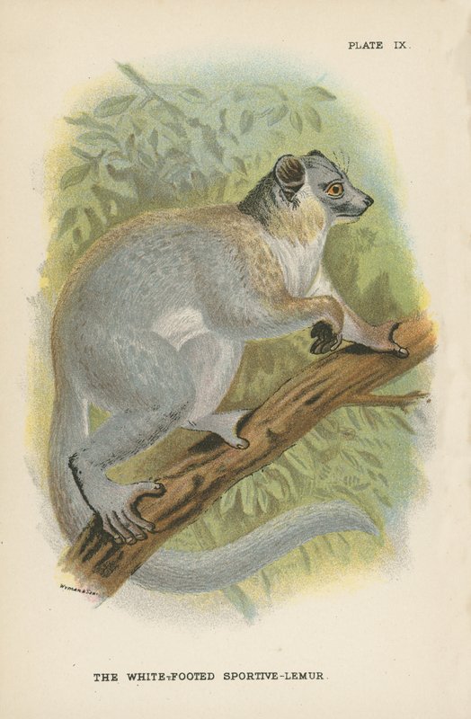Sportive-lemur bělonohý od English School