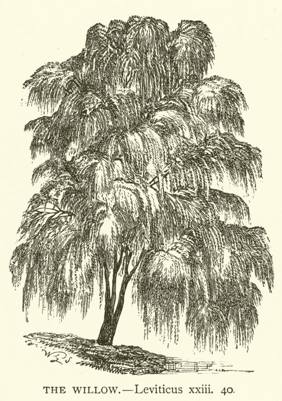 The Willow, Leviticus, xxiii, 40 (rytina) od English School