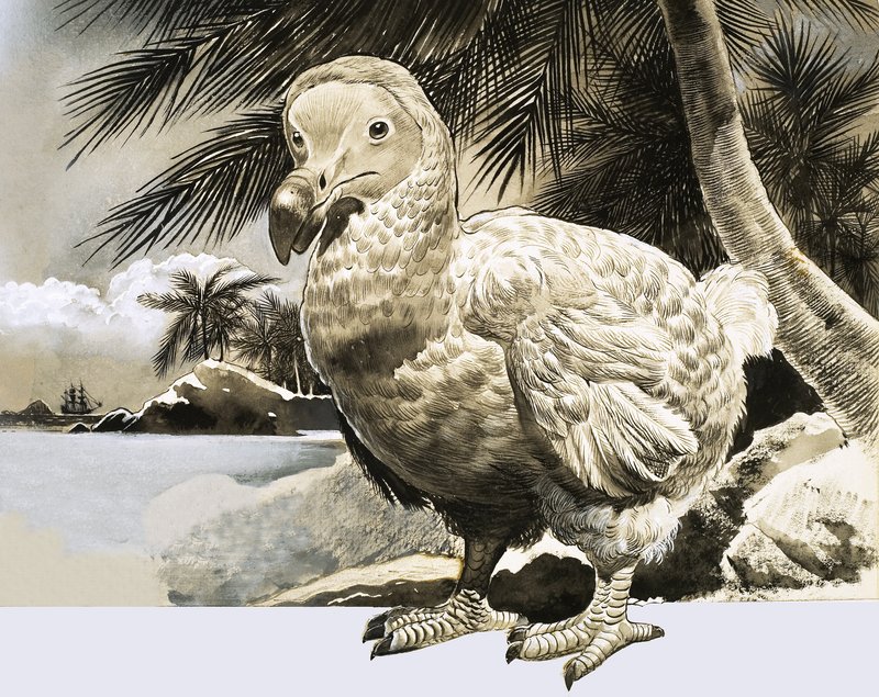 Svět přírody: Záhadný pták z Mauricia (The Dodo) od English School