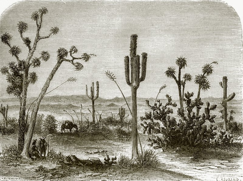 Obří cereus od English School