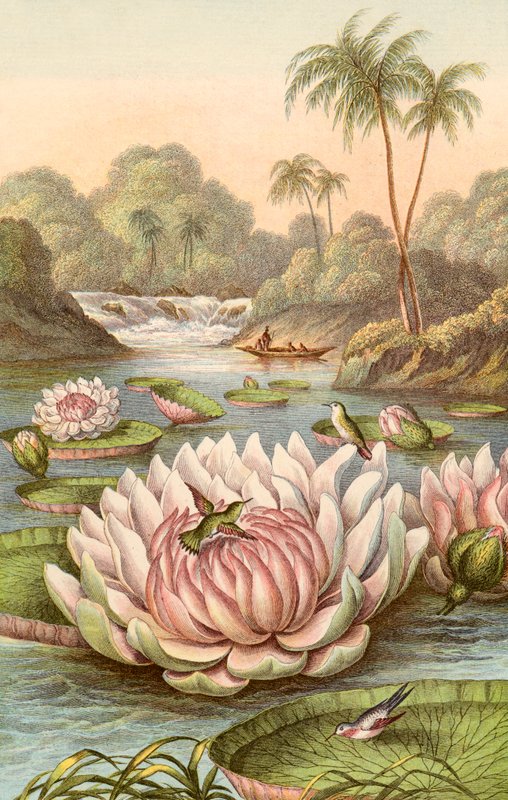 Velký leknín, Victoria Regia od English School