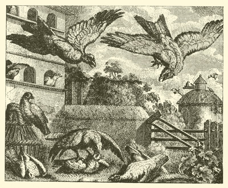 Drak a holubi (rytina) od English School