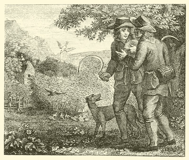 Skřivan a jeho mláďata (rytina) od English School