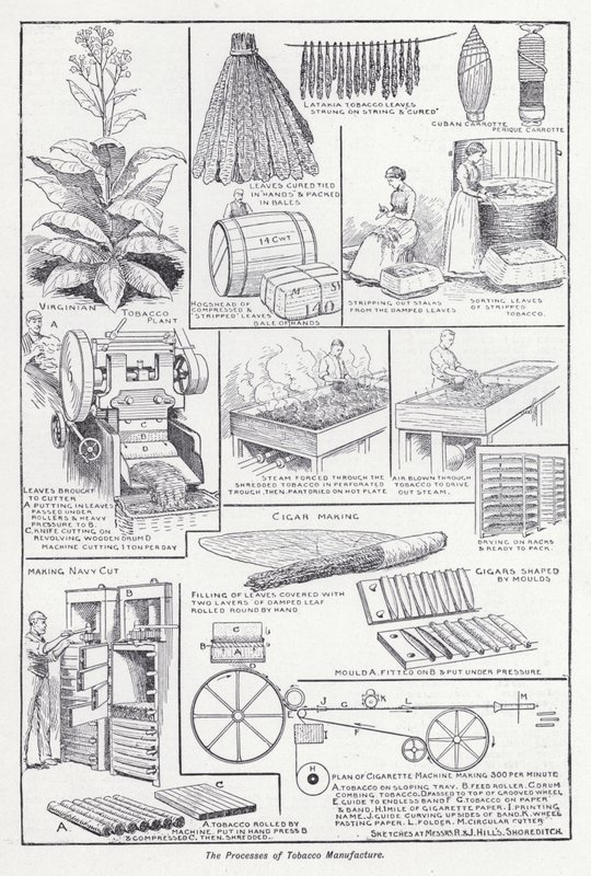 Proces výroby tabáku (litho) od English School