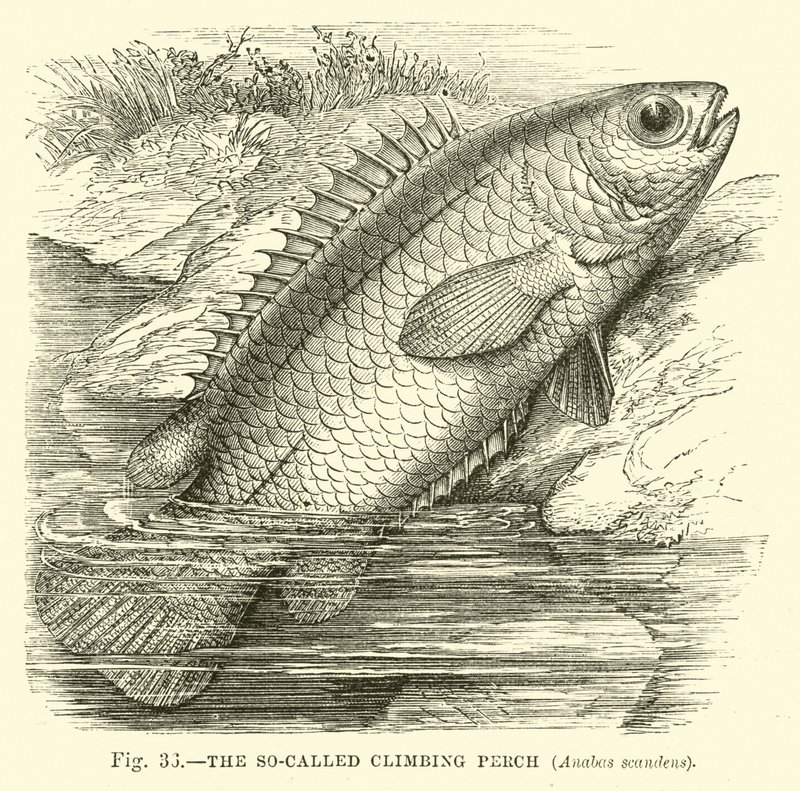 Takzvaný Climbing Perch, Anabas scandens od English School