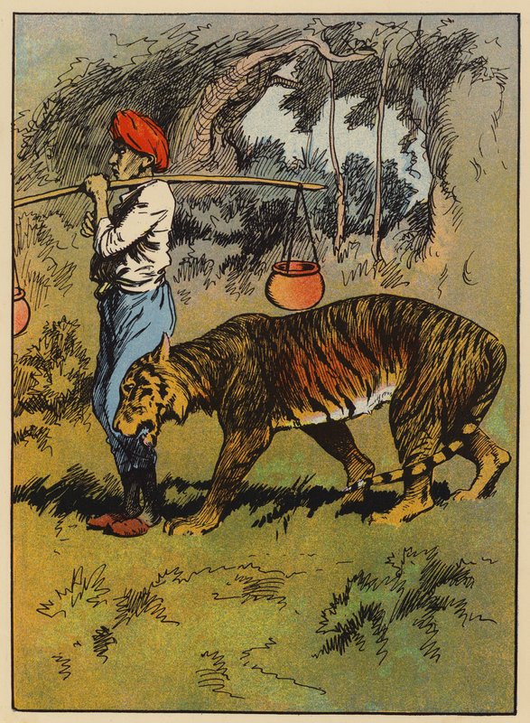 Tygr se otírá o mužovu nohu (barva litho) od English School