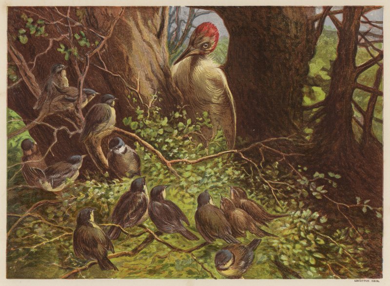 Datel klepe na dutý buk (barva lito) od English School