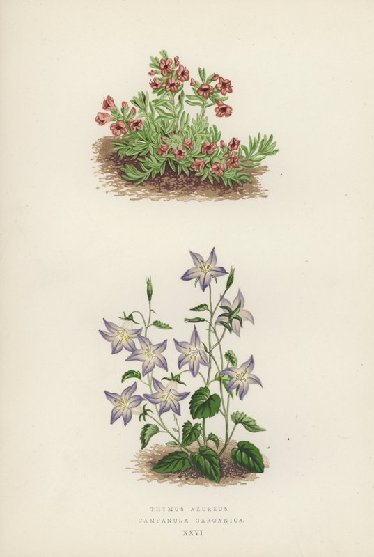 Thymus azureus; Campanula garganica (barevná litografie) od English School