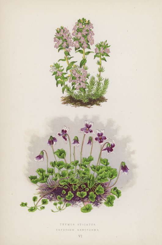 Thymus Striatus; Erpetion Reniforme (barevná litografie) od English School