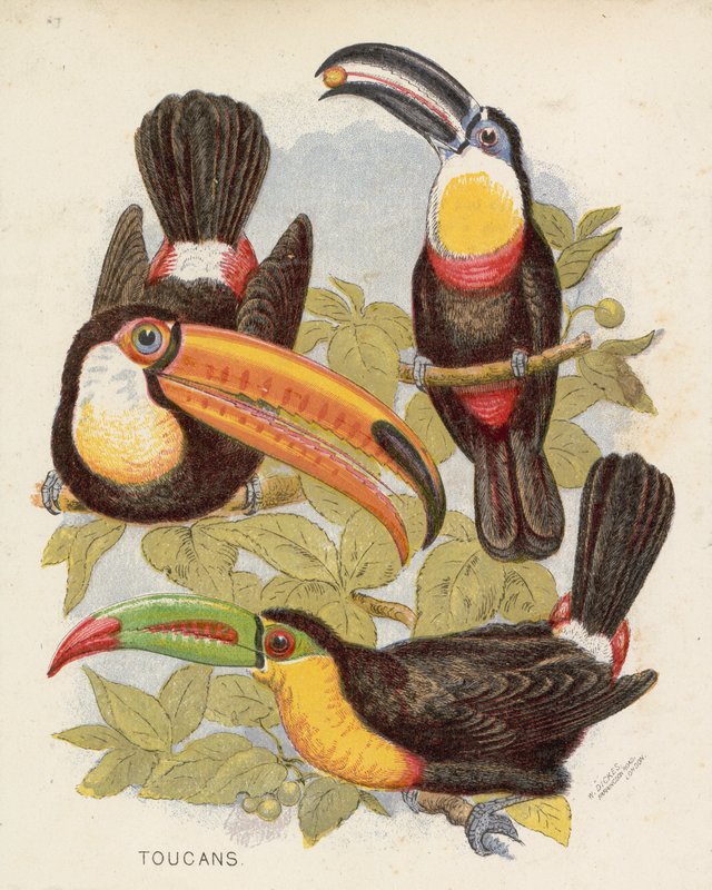 Tukani (barevná litografie) od English School