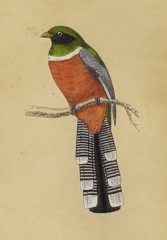 Trogon (barevná litografie) od English School