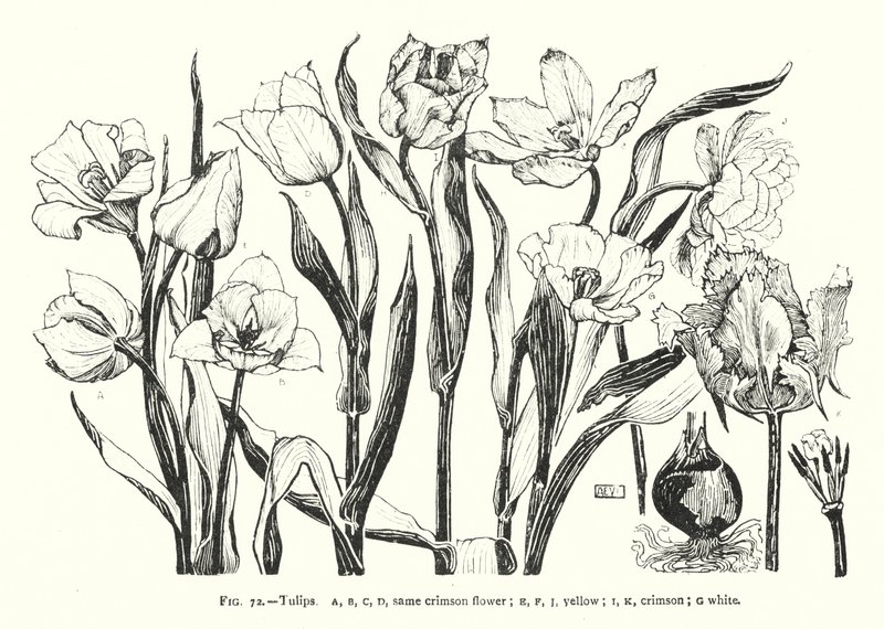 tulipány; stejný karmínový květ; žlutá; karmínový; bílá (rytina) od English School