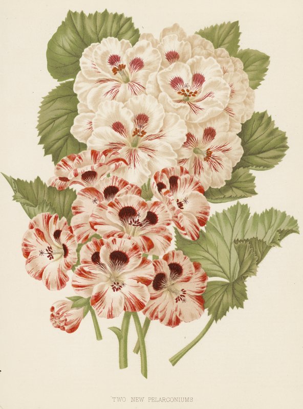 Dvě nové pelargonie (barevná litografie) od English School