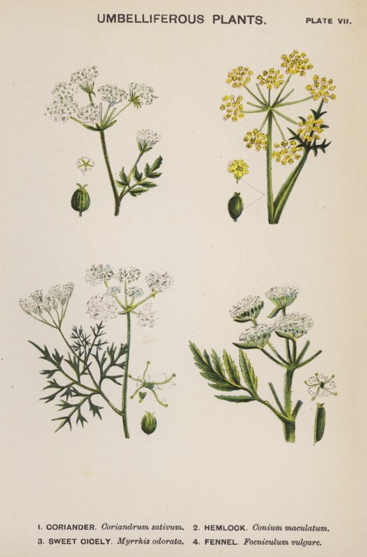 Umbelliferous Plants (colour litho)   1418264   cs       czech Successfully Translated  Original: Eger. 2854. f.14v-15 Hemispheric map of the old World, from Europe and Africa to India; showing the divisions of Ptolemy, c.1540 (vellum) Translat: Eger. 2854 od English School