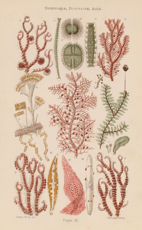 Pod drobnohledem: (barevná litografie), Diatomaceae, Řasy (barevná litografie) od English School