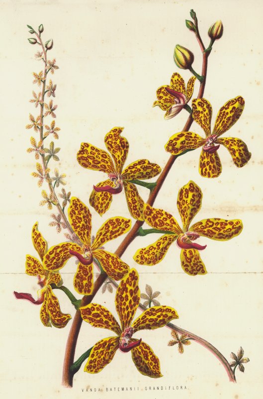 Vanda Batemanii Grandiflora (chromolitho) od English School