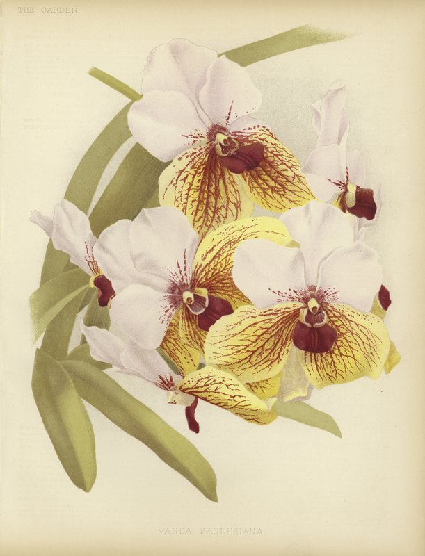 Vanda sanderiana od English School
