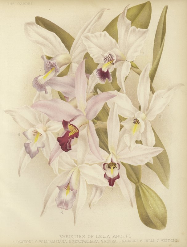 Odrůdy Laelia anceps od English School
