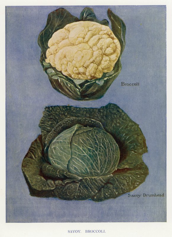 Průvodce pěstitele zeleniny: Savoy, Brokolice (barva litho) od English School