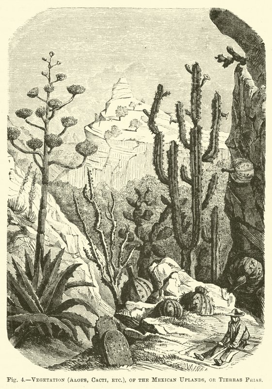 Vegetace (aloe, kaktusy atd.), Mexické vysočiny nebo Tierras Frias od English School