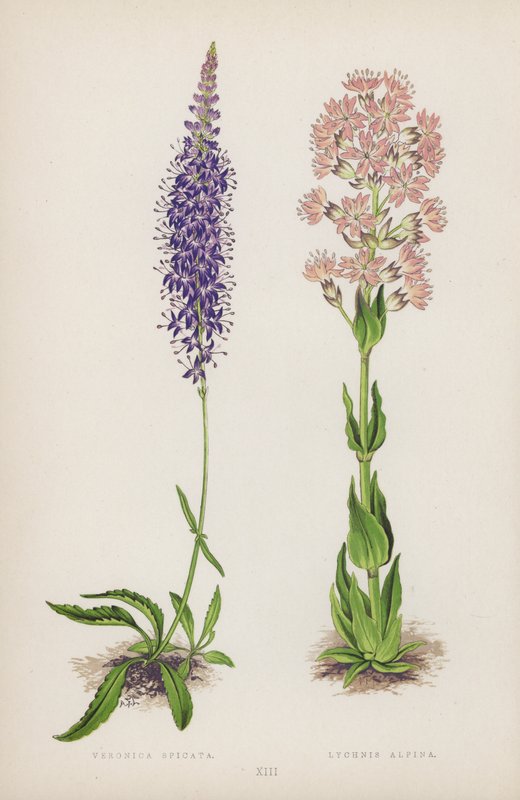 Veronica Spicata; Lychnis Alpina (barevné lito) od English School