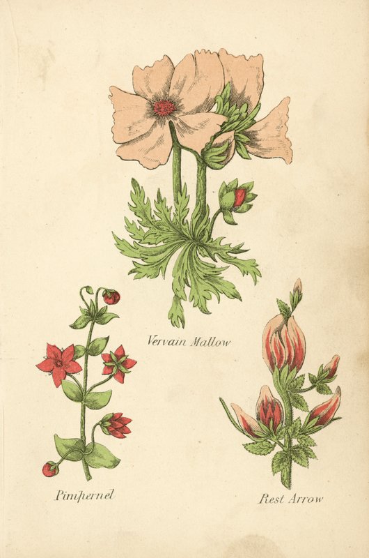 Sléz sporýše, Pimpernel, Rest Arrow (barevná litografie) od English School