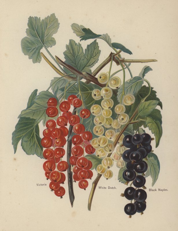 Victoria, White Dutch, Black Neapol od English School