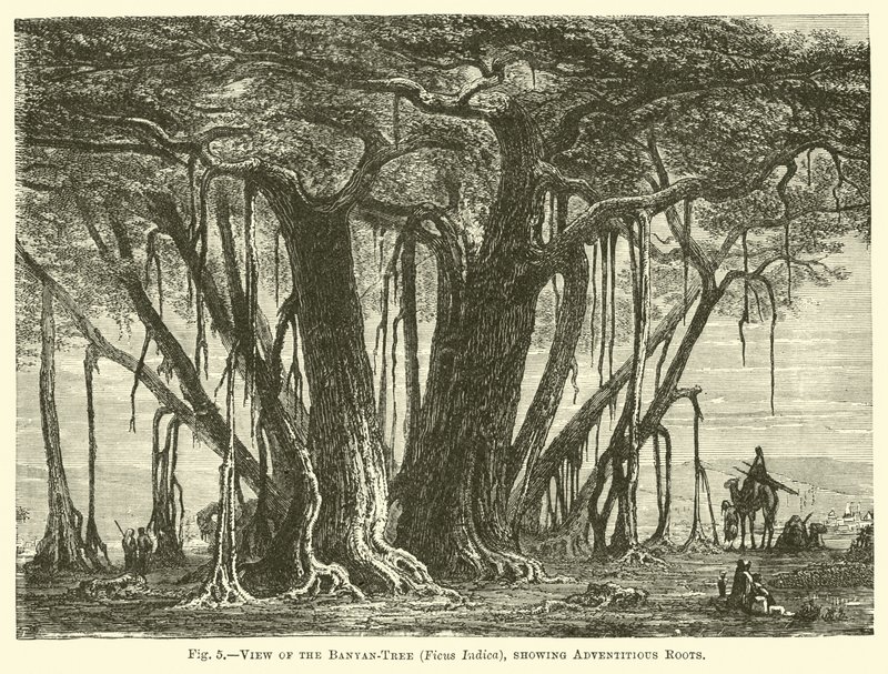 Pohled na Banyan-Tree (Ficus Indica), ukazující adventitious Roots od English School