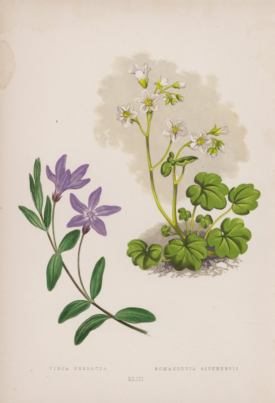 Vinca Herbacea; Romanzovia Sitchensis (barevné lito) od English School